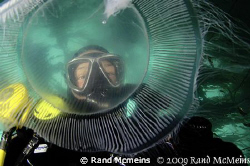 This moon jelly was about the size of a dinner plate. I j... by Rand Mcmeins 